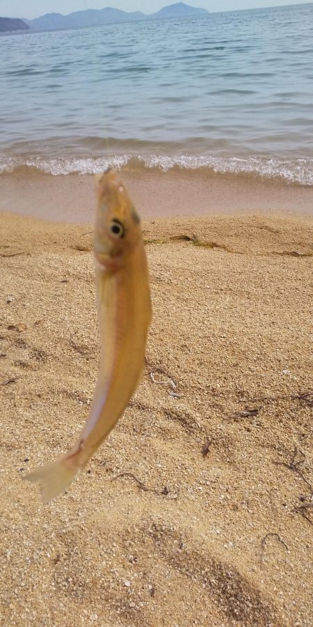 シロギスちょい投げ