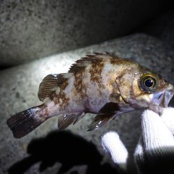 またまたメバリング