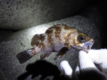 またまたメバリング