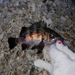 雨上がりのメバリング