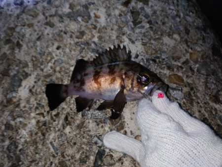 雨上がりのメバリング