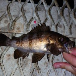 メバル新規開拓！