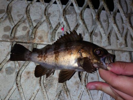 メバル新規開拓！