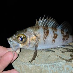 メバリングは密？