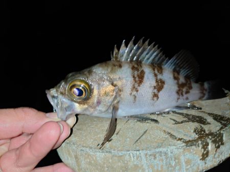 メバリングは密？