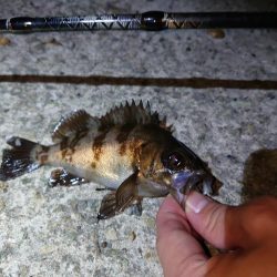 人工島でメバル