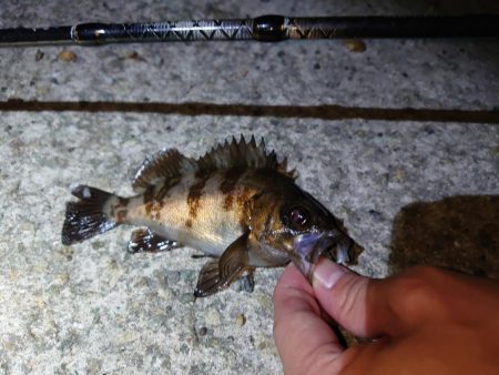 人工島でメバル