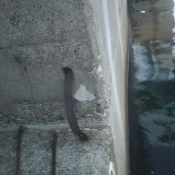 ぶらシーバス!!