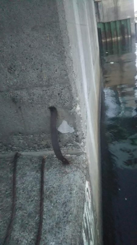 ぶらシーバス!!