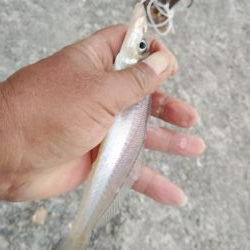 キスの活性が上がり始めました