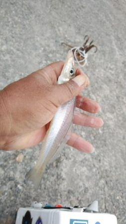 キスの活性が上がり始めました