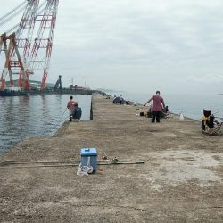 播磨新島のキス調査