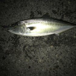 人生初のメジロ ‼︎