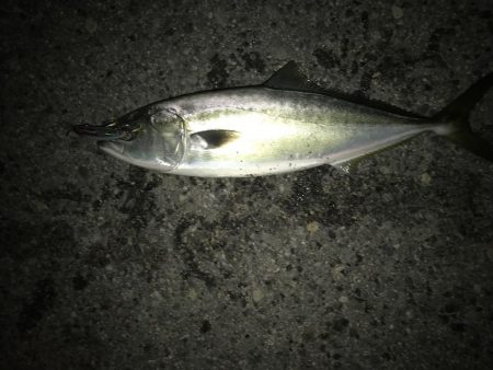 人生初のメジロ ‼︎