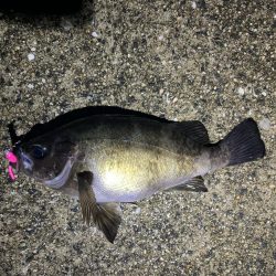 雨天釣行、めば太