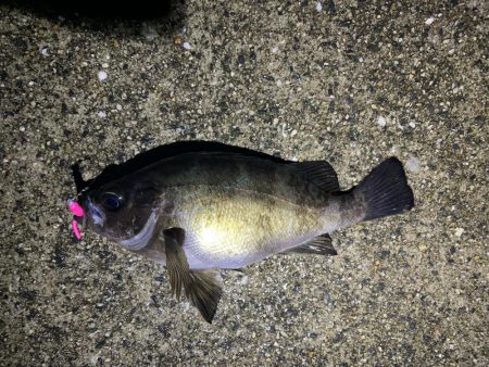 雨天釣行、めば太