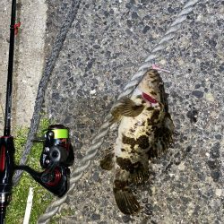 自己新記録 尺手前ガッシー