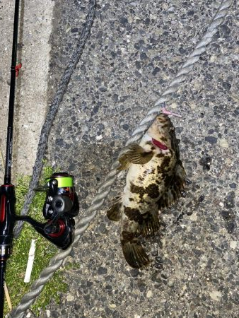 自己新記録 尺手前ガッシー