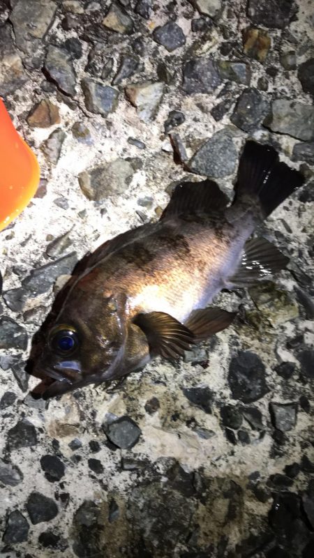 フロートメバリング