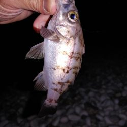 フロートメバリング