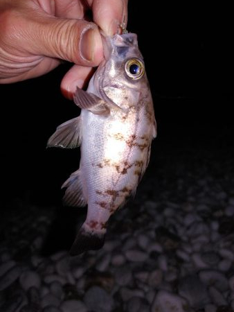 フロートメバリング