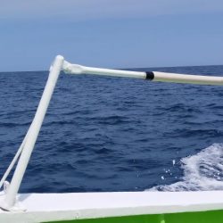 ネチネチネギング