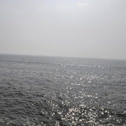 マイクロベイト大量でシーバスボイル