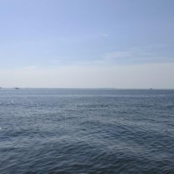 今日もマイクロベイトパターン