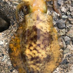 まさに時合!3投3釣