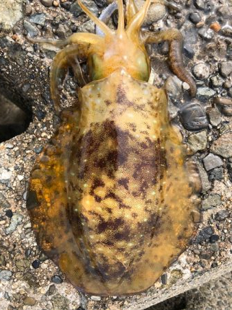 まさに時合!3投3釣