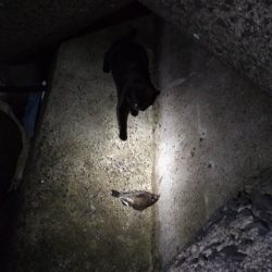 メバルあじ好調