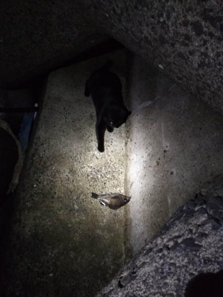 メバルあじ好調