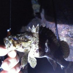 数だけは爆釣でした