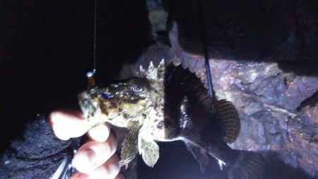 数だけは爆釣でした