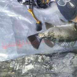 出ました25cmメバル