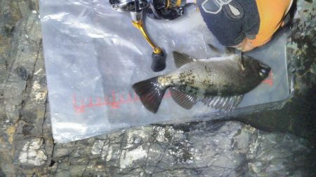 出ました25cmメバル