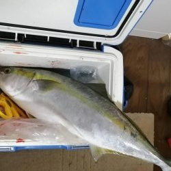 メジロ釣れました。