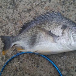 釣りデビュー　148日目