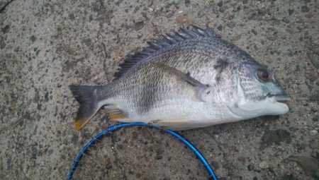 釣りデビュー　148日目