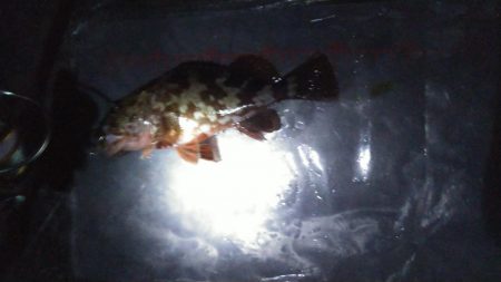 メバル入れ食い