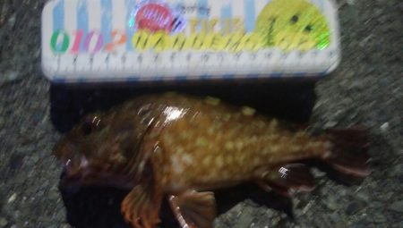 釣りデビュー　152日目