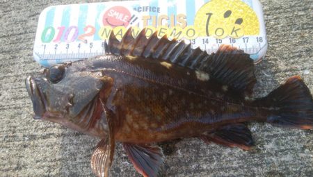 釣りデビュー 154日目