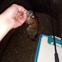 2021初メバリング