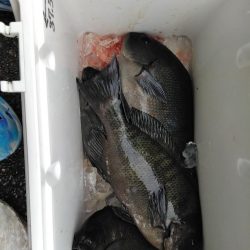 フカセ‥最高ですネ・・