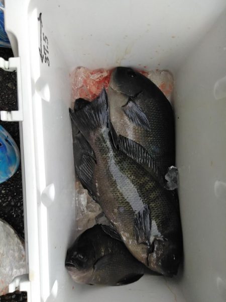 フカセ‥最高ですネ・・