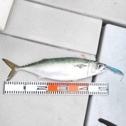 SOUTH チャーター便4名様釣果