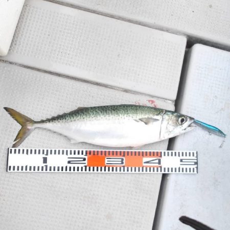 SOUTH チャーター便4名様釣果