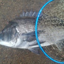 釣りデビュー 155日目