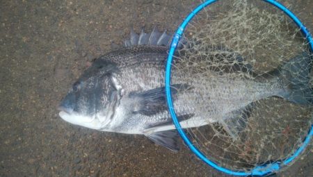 釣りデビュー 155日目