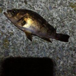 間もなくシーズンオフ？